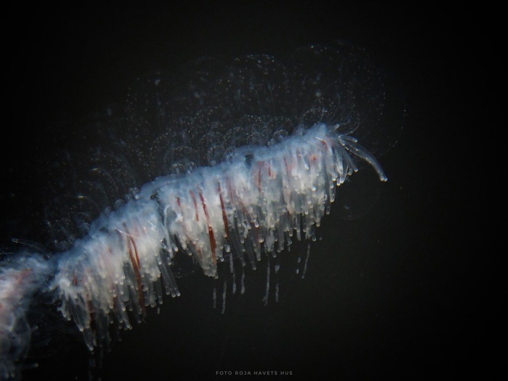 Rörmanet hittad i Gullmarsfjorden.