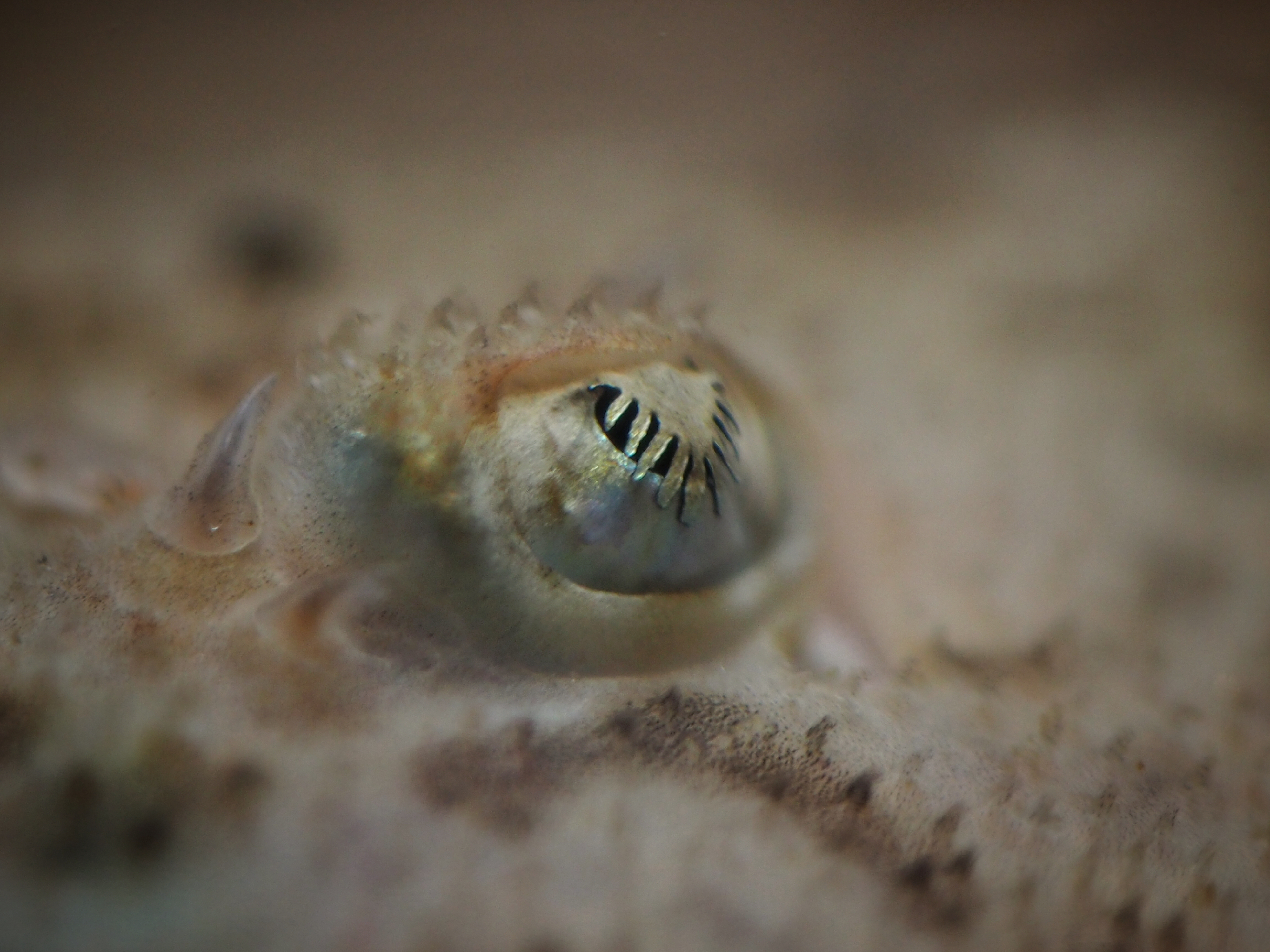 Knaggrocka öga Foto Roger Jansson Havets Hus.jpg