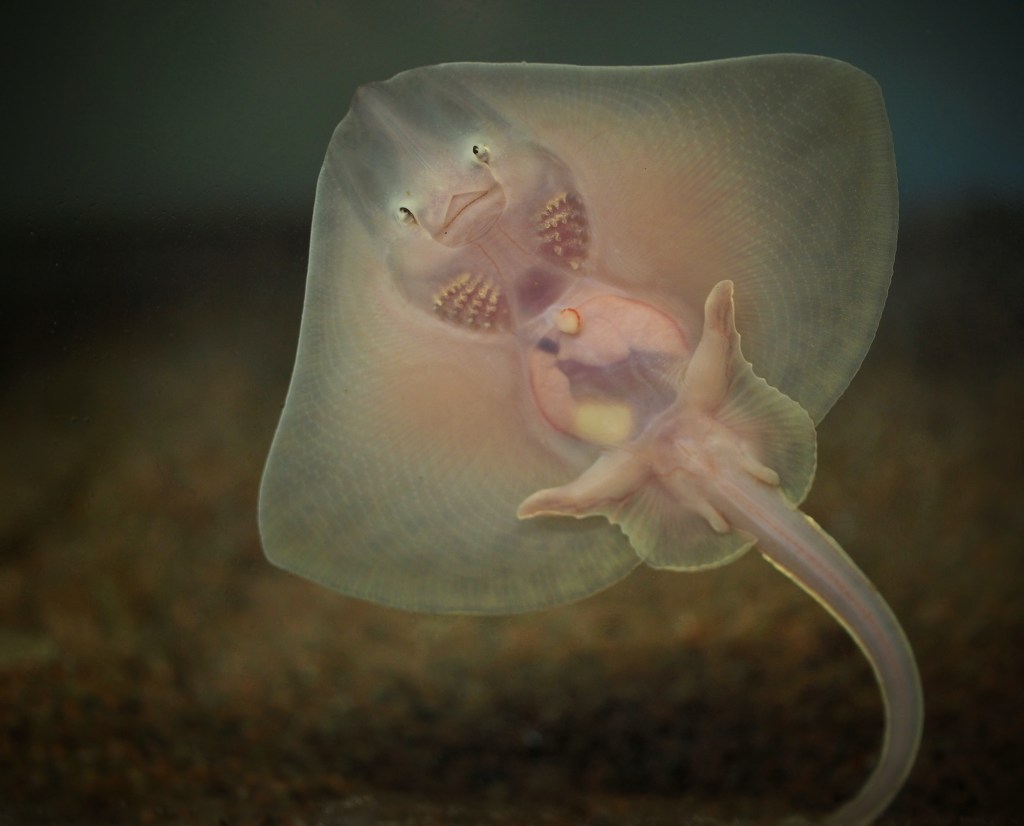 Två knaggrockeungar har precis fötts på Havets Hus i&nbsp;Lysekil.