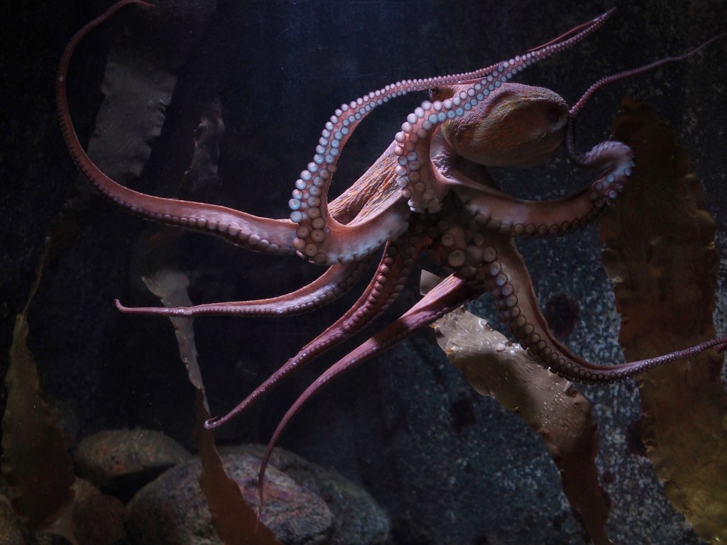 På lördag den 10 februari är det säsongspremiär på Havets Hus för 25:e gången och invigning av utställningen om&nbsp;bläckfiskar.