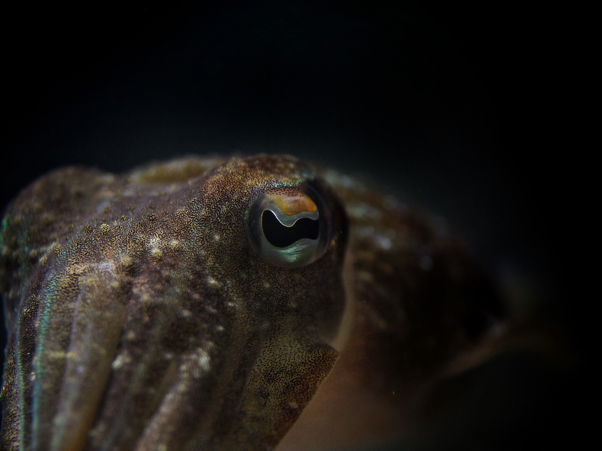Sidensepia närbild foto Roger Jansson Havets Hus.jpg
