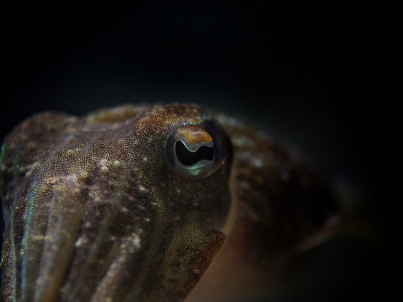 Sidensepia närbild foto Roger Jansson Havets Hus.jpg