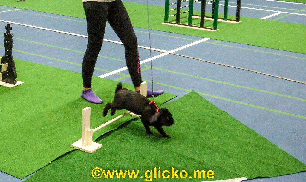 Den 20 – 21 oktober blir det SM i Kaninhoppning i Gamla Idrottshallen i Lysekil.