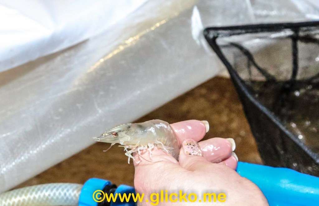 Imorgon är det världspremiär för de första odlade jätteräkorna att lämna VegaFishs lokaler ute vid Campus Väst vid Rinkenäs i&nbsp;Lysekil