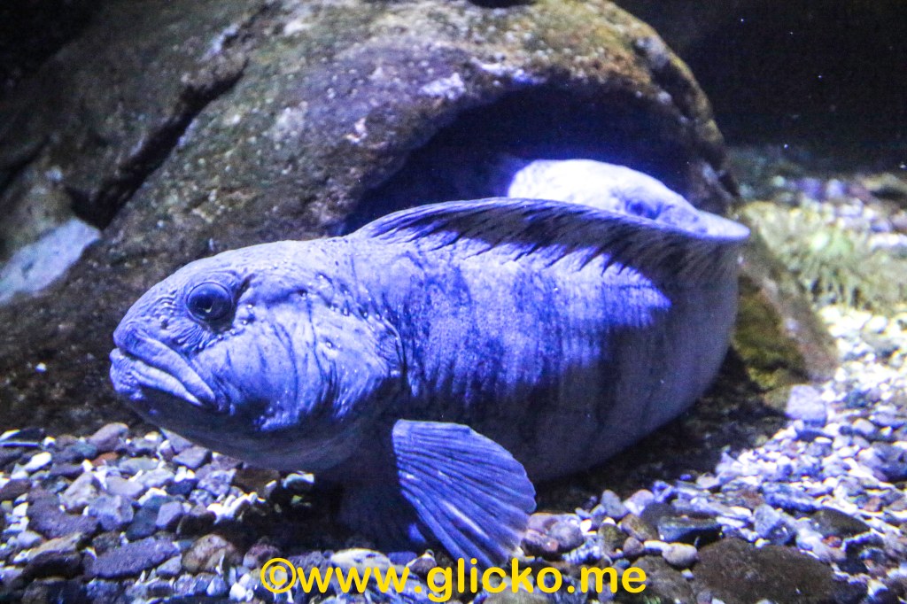 Havskatterna på Havets Hus i Lysekil har fått&nbsp;ägg!