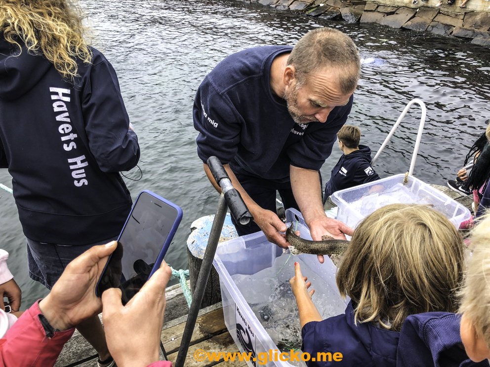 Populärt hajsläpp lockade massor med folk till Havets Hus i&nbsp;Lysekil