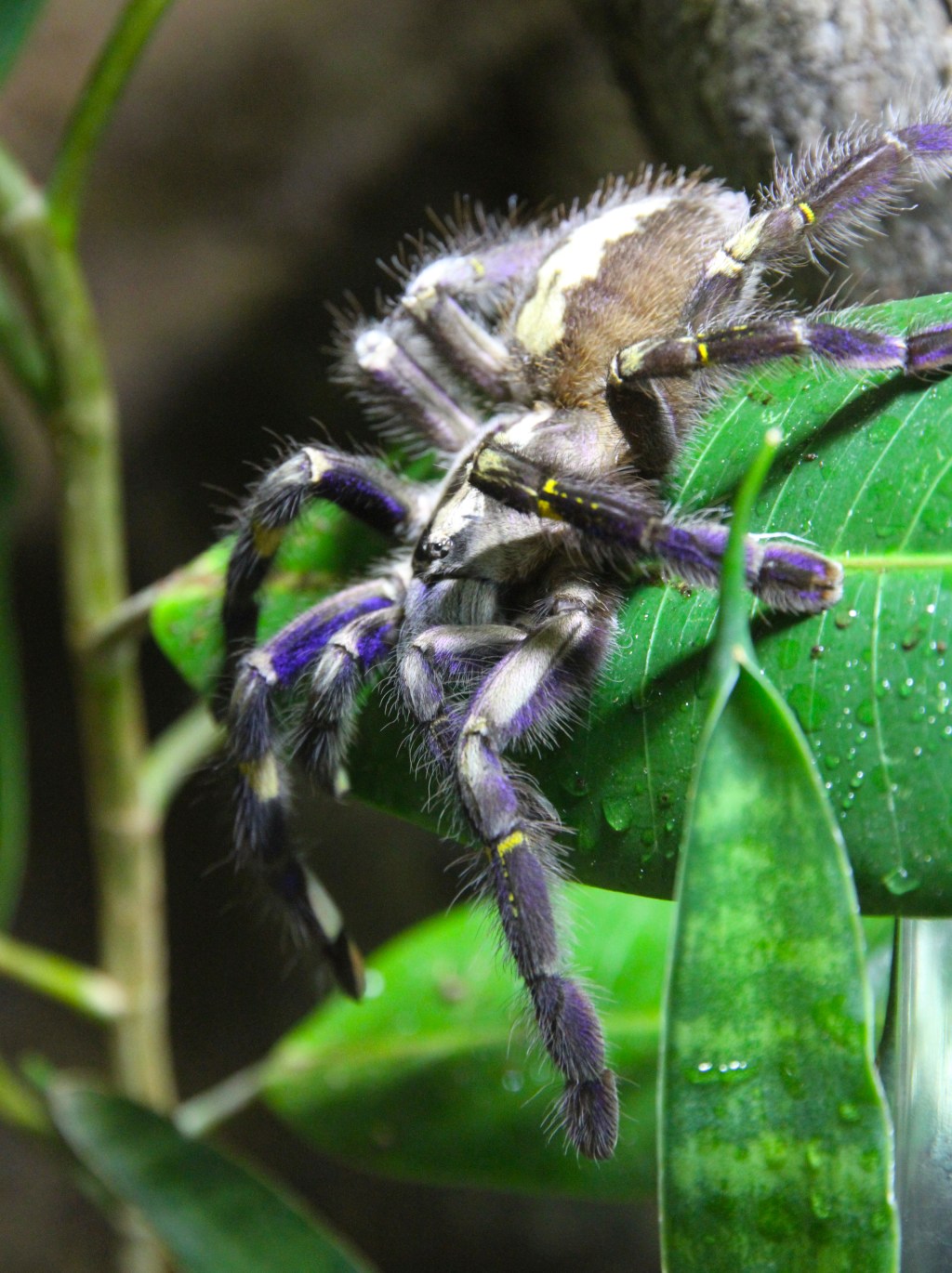 Giftig spindel flyttar in på Nordens&nbsp;Ark
