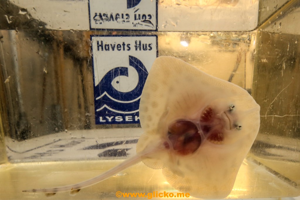 Två knaggrockeungar födda på Havets Hus i&nbsp;Lysekil