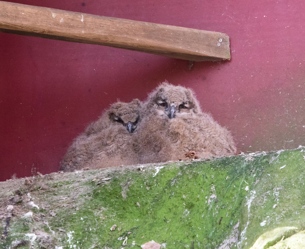Babyboomen hos fåglarna har startat på Nordens&nbsp;Ark