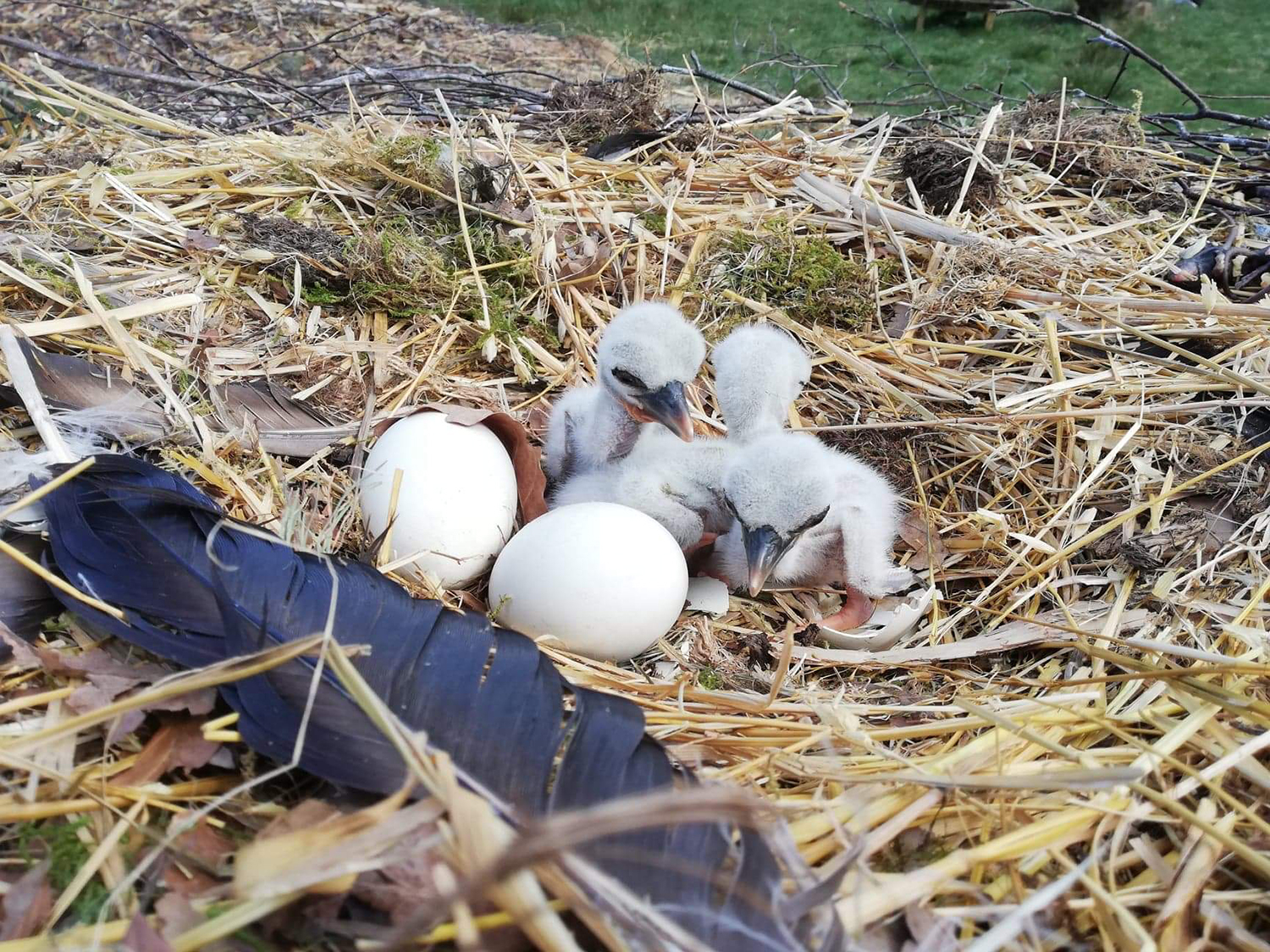 storkungar-fanny-svensson