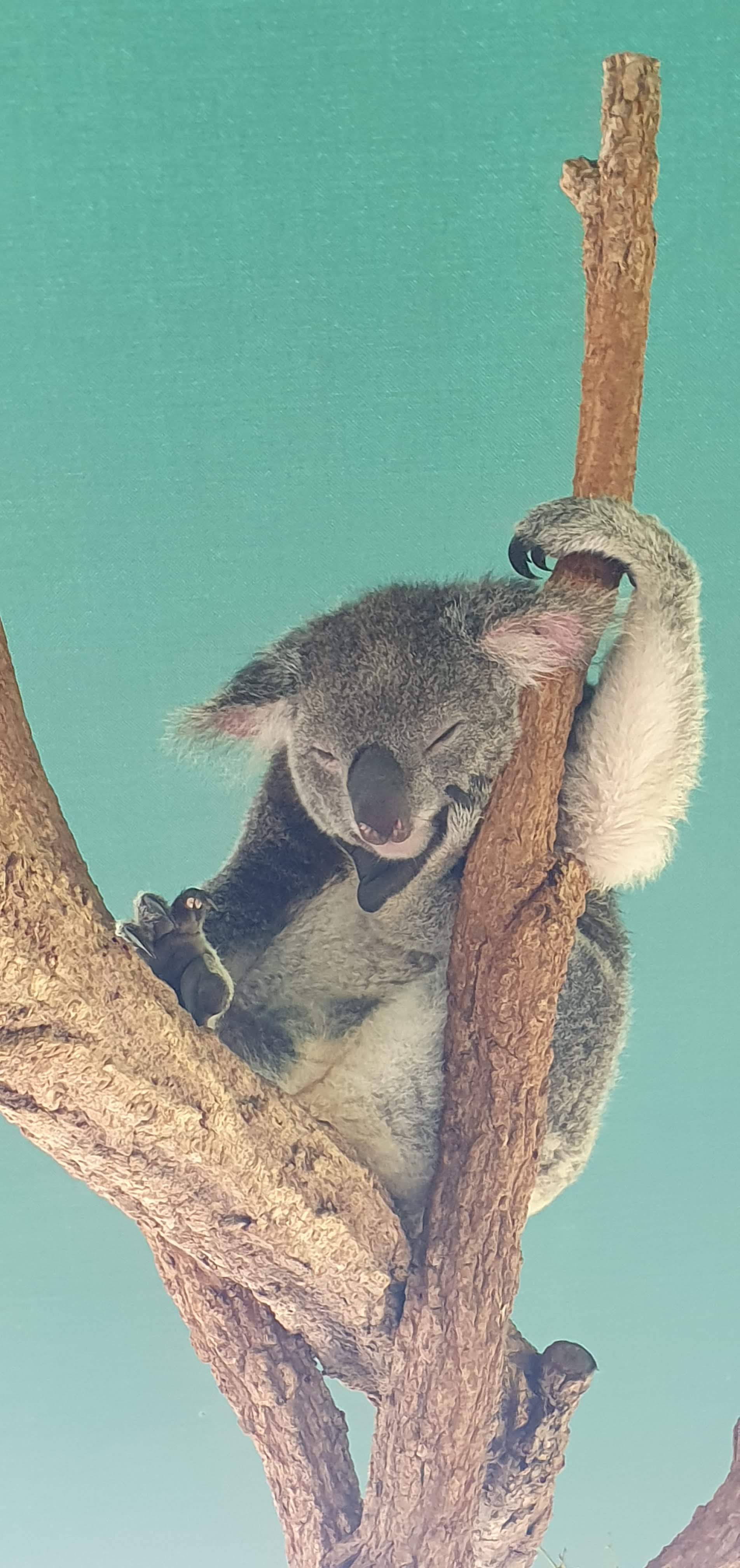 Australia Zoo