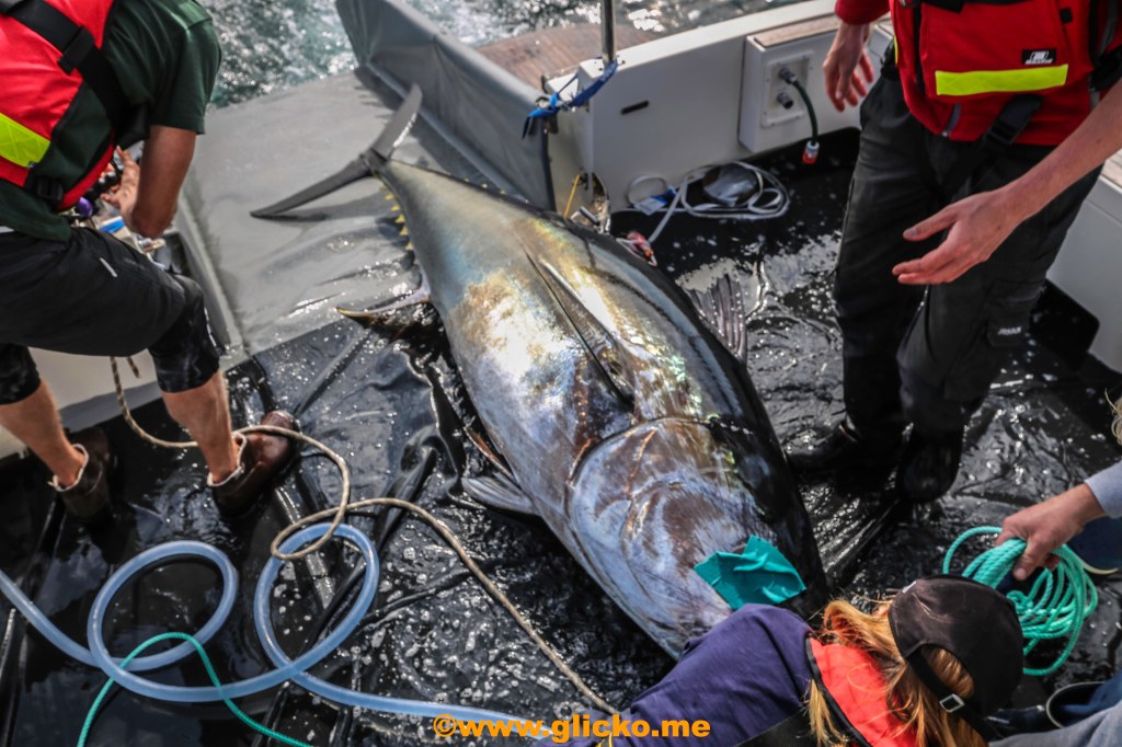 Lysekil, bäst i världen på att märka tonfisk