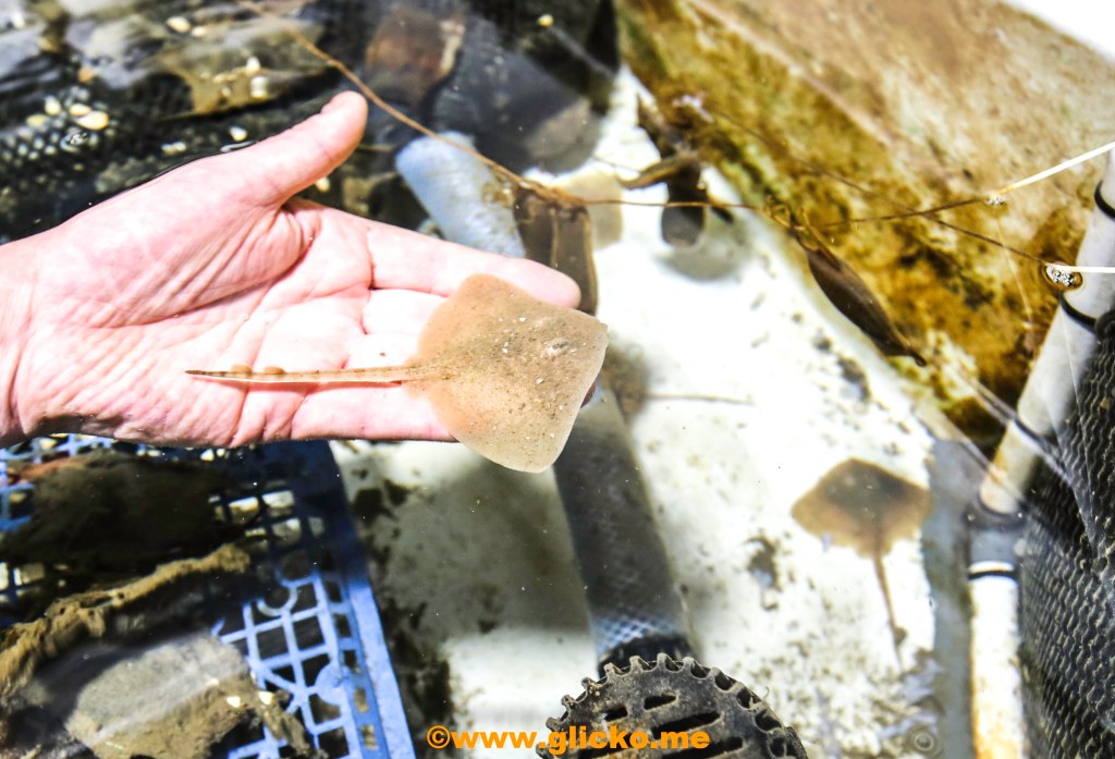 Gående fisk och mycket annat spännande på Havets Hus i Lysekil