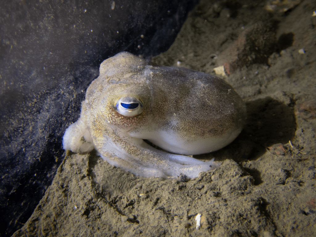 Havets Hus hemligaste bläckfisk har lagt&nbsp;ägg