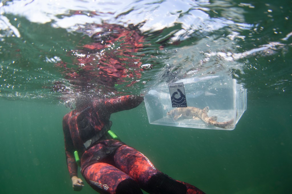 Igår släppte Havets Hus och Världsnaturfonden ut 12 akvariefödda småfläckiga rödhajar i&nbsp;Gullmarsfjorden