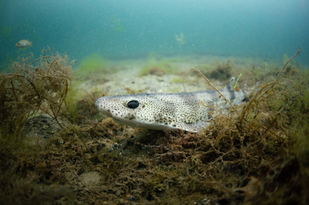 Sändarförsedda hajar släpps ut i havet utanför&nbsp;Lysekil