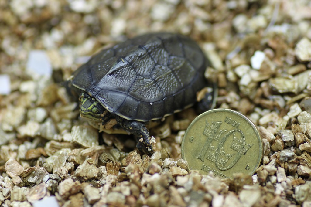 ”Utdöd” sköldpadda har fått ungar på Nordens&nbsp;Ark