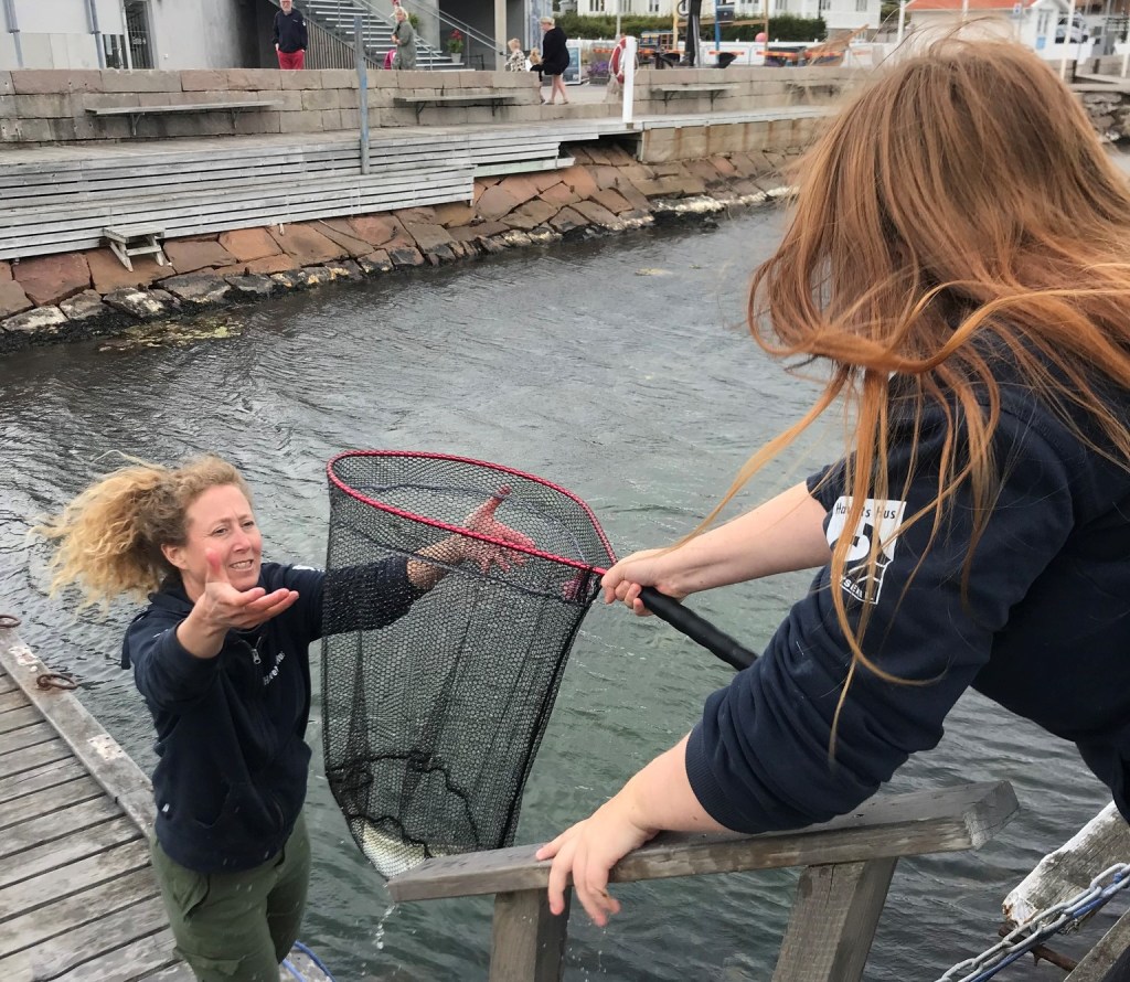 I början på september släpptes 20 gråsejar ut i Gullmarsfjorden