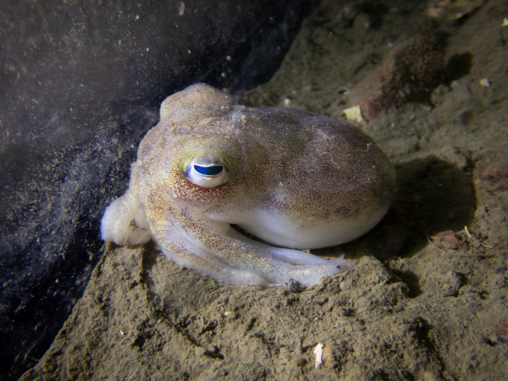 Äntligen, Kragsepian har fått ungar!