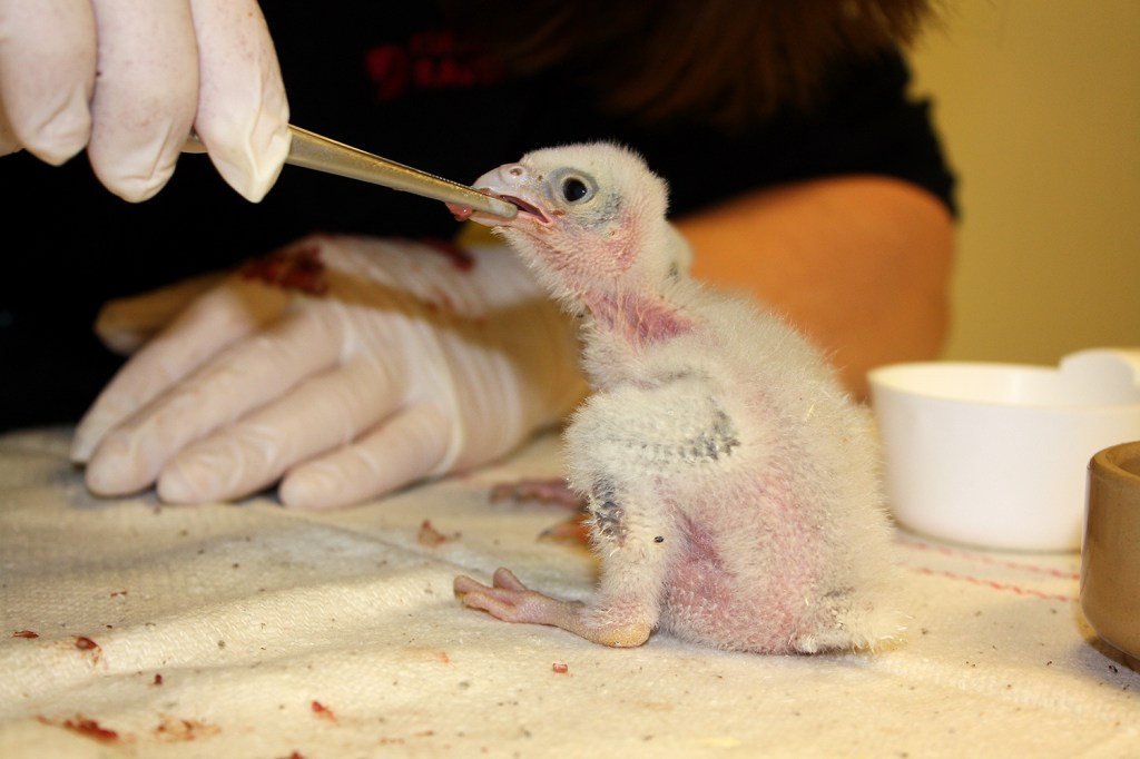 Pilgrimsfalken är räddad – det är värt att&nbsp;fira!