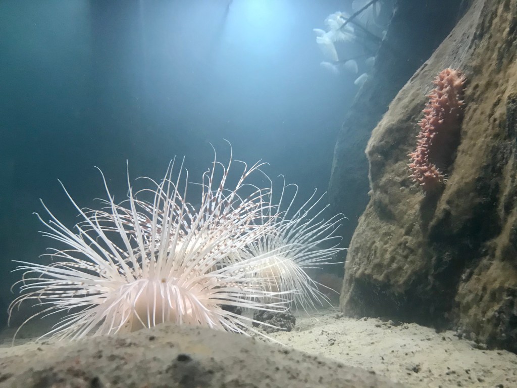 Jul på Havets Hus i Lysekil