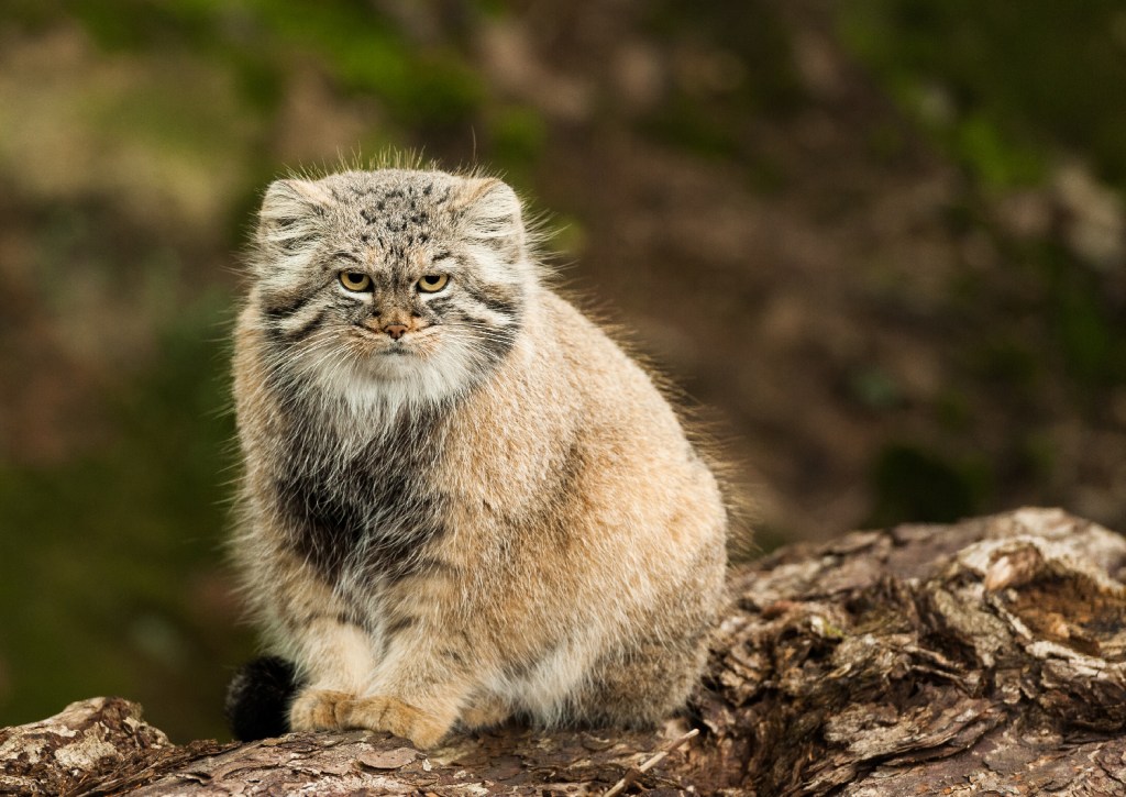 Forskning är inte enkelt – Nordens Ark tar fram riktlinjer för studier av den skygga&nbsp;pallaskatten