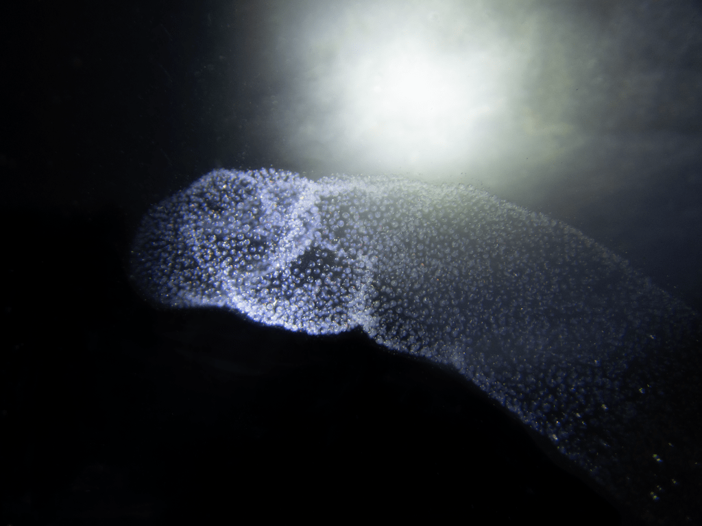 UNIKT ÄGGSLÄPP PÅ HAVETS HUS I&nbsp;LYSEKIL!