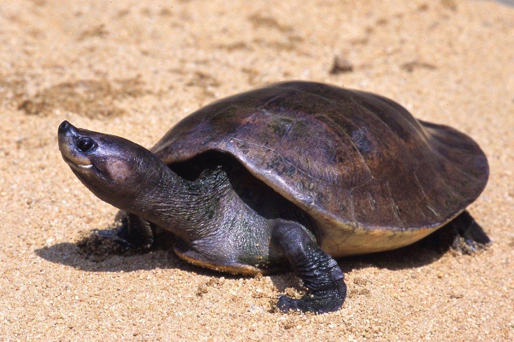 ”Kunglig” sköldpadda får besök av kronprinsessan