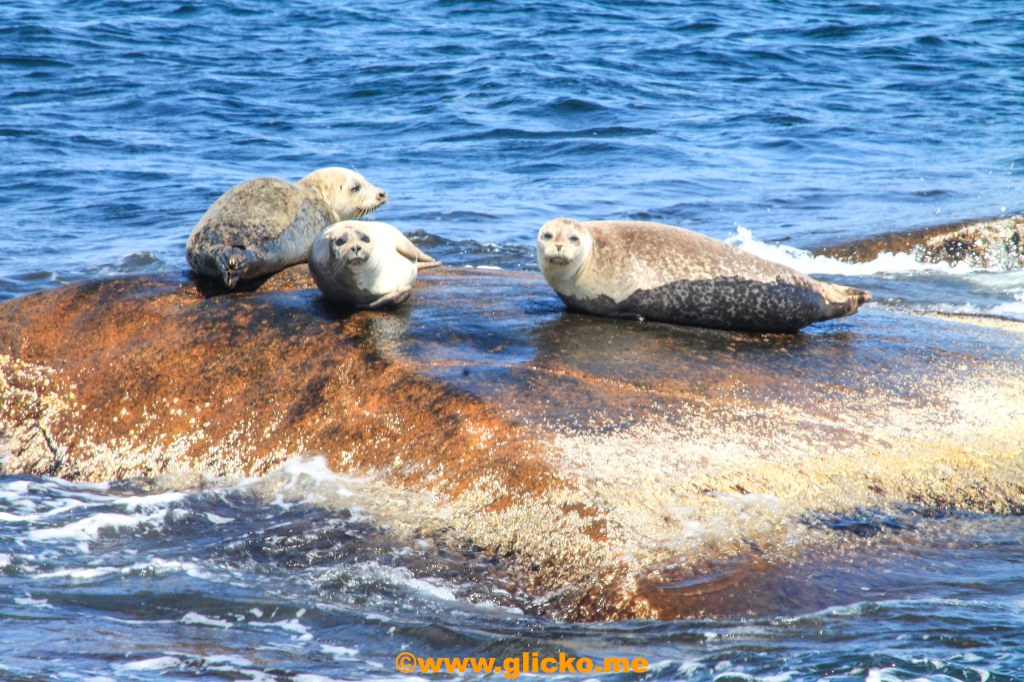 Sälsafari med m/s Byfjorden från Havets&nbsp;Hus