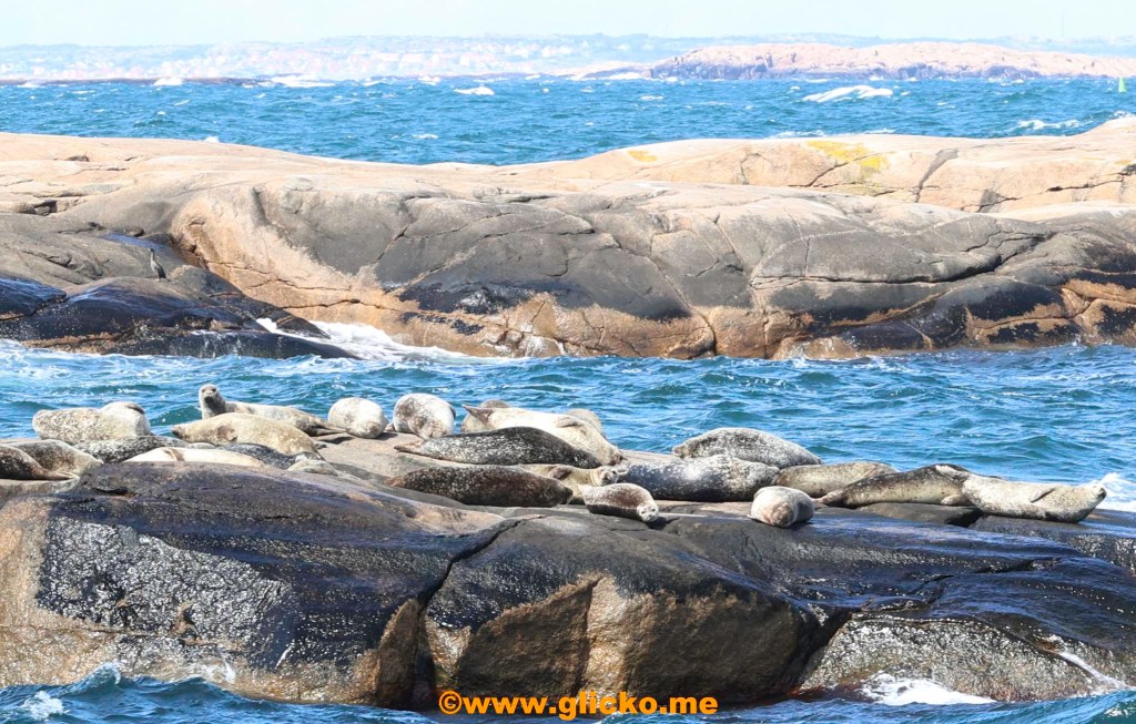 Sälsafari från Havets Hus brygga med m/s Byfjorden