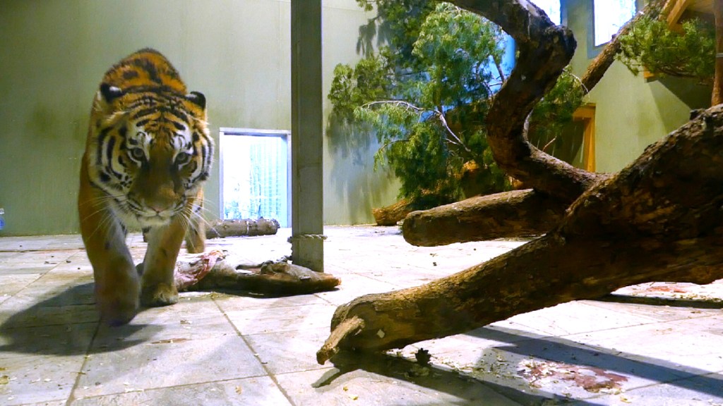 Spännande lucköppning på Nordens Ark