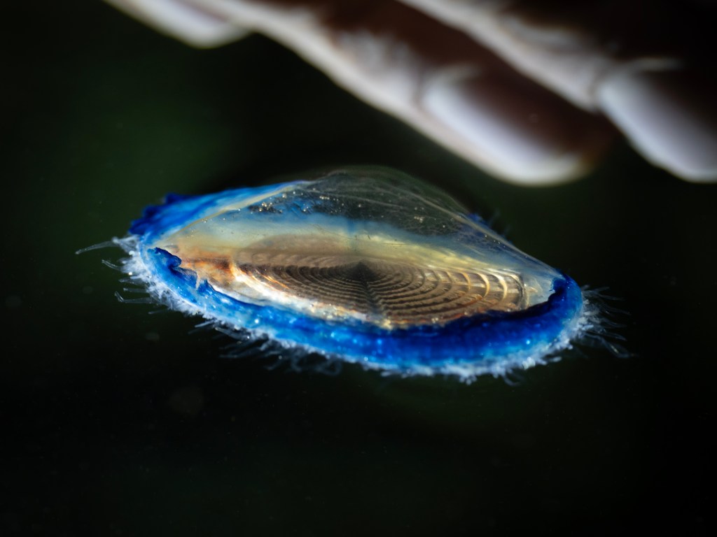 Manetens fantastiska liv – Forskaren Fredrik Gröndahl gästar Havets Hus kl 10:30 den 14 februari