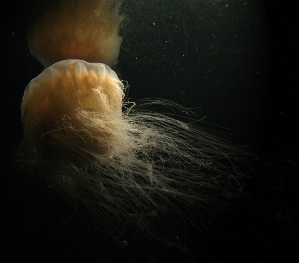 Manetens år på Havets&nbsp;Hus