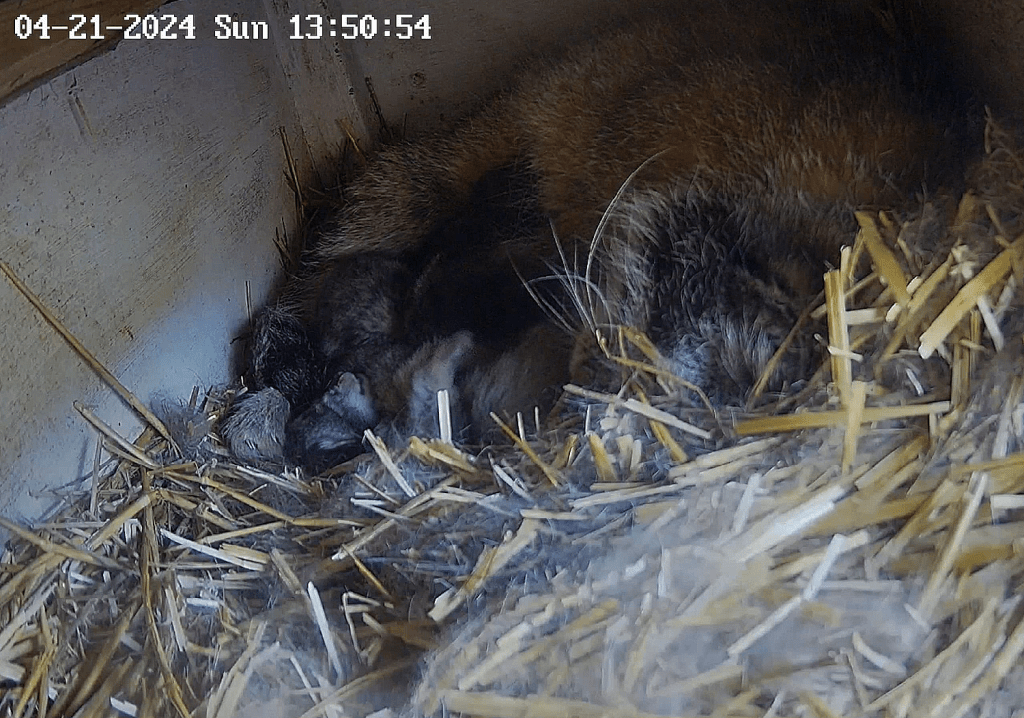 Pallaskatterna på Nordens Ark har fått ungar – följ via&nbsp;livekamera