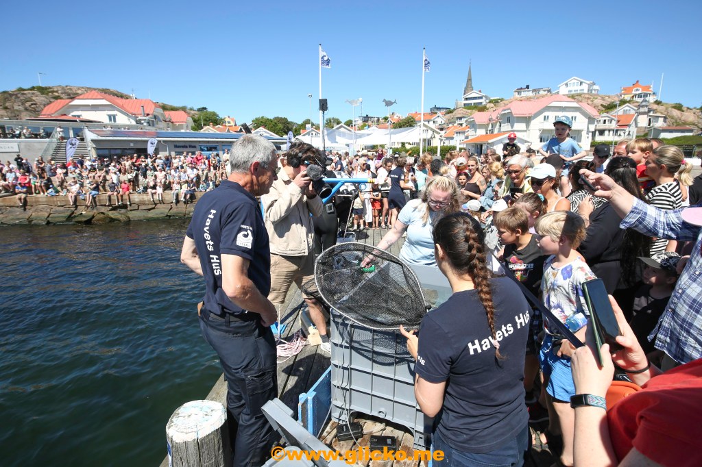 Populärt släpp av knaggrocka och småfläckig rödhaj vid Havets Hus i Lysekil