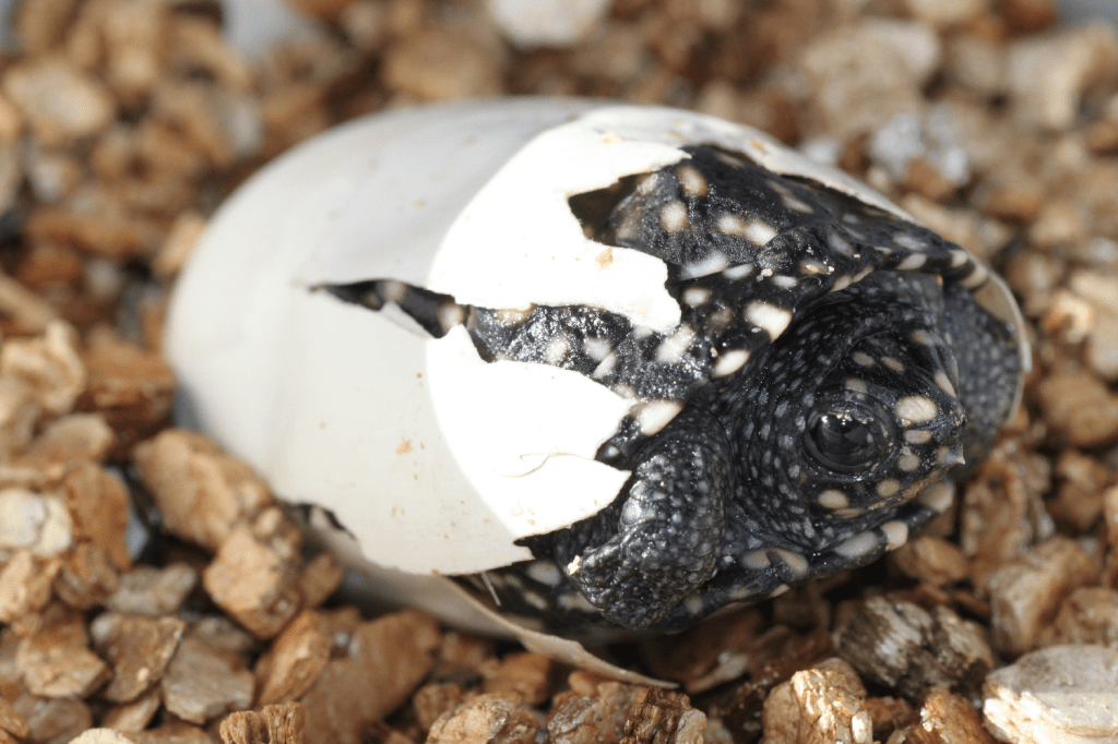 Unika sköldpaddor kläckta på Nordens Ark