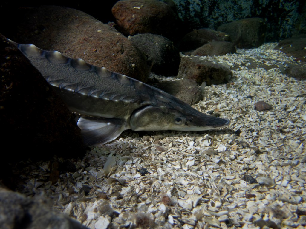 Atlantstör på Havets Hus – berättar om ett spännande projekt