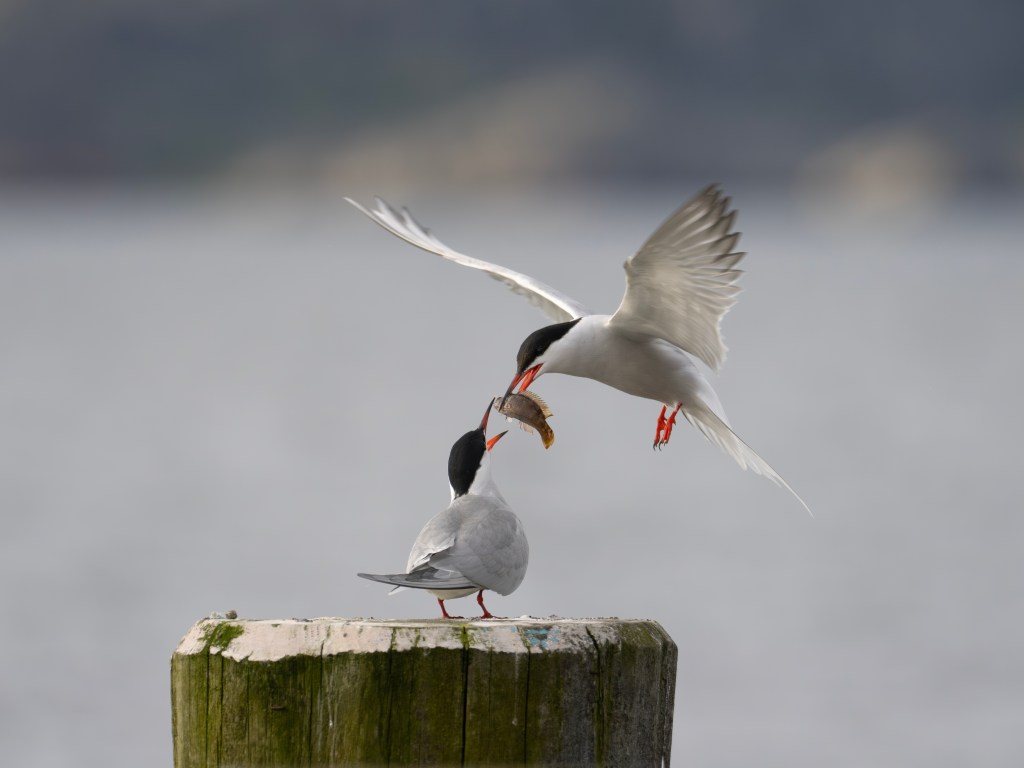 Havets fåglar på Havets&nbsp;Hus