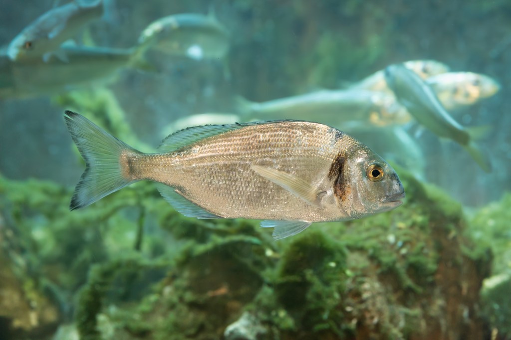 Extremt ovanlig fisk på västkusten till Havets Hus i&nbsp;Lysekil