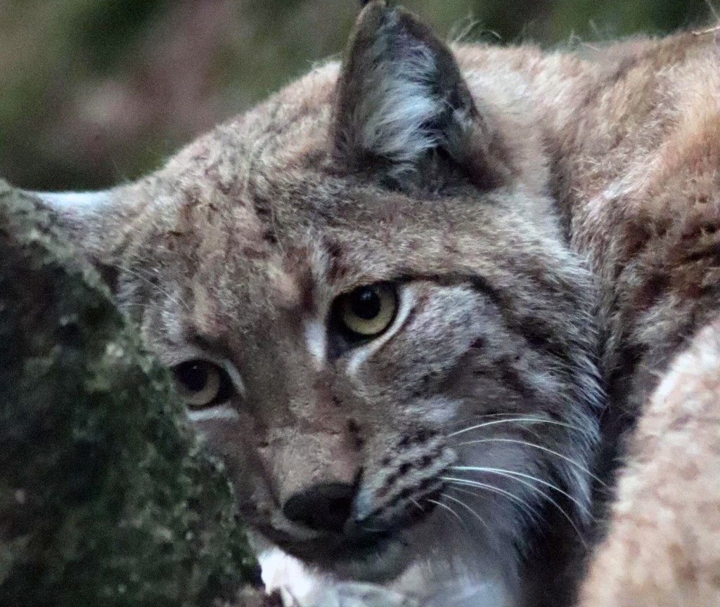 Nordens Ark deltar i internationellt projekt för att rädda det karpatiska lodjuret