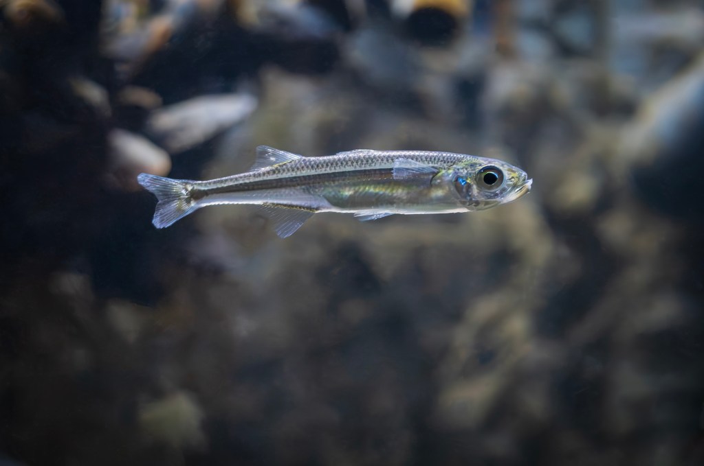 Extremt ovanlig prästfisk påträffad återigen