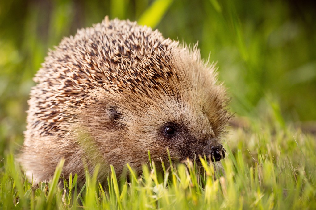 Hela Sverige räknar igelkottar – för andra året i&nbsp;rad