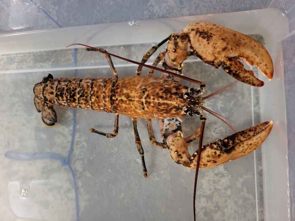 Ovanligt ljus hummer flyttar in på Havets Hus i&nbsp;Lysekil