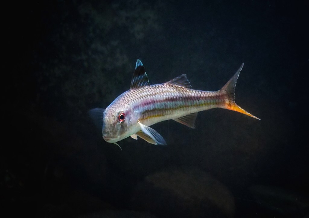 Medelhavsfisk nu på Havets Hus i Lysekil – fisken som skattades högt av antikens&nbsp;romare