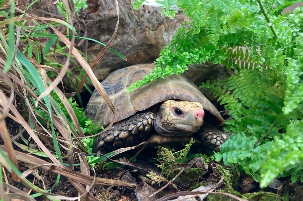 Nordens Ark stärker arbetet för hotade sköldpaddor i Laos