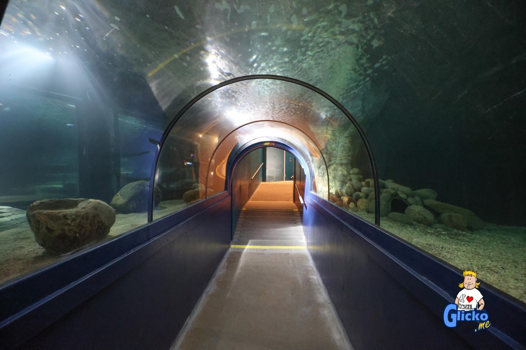 Nu har tunnelakvariet på Havets Hus öppnat igen