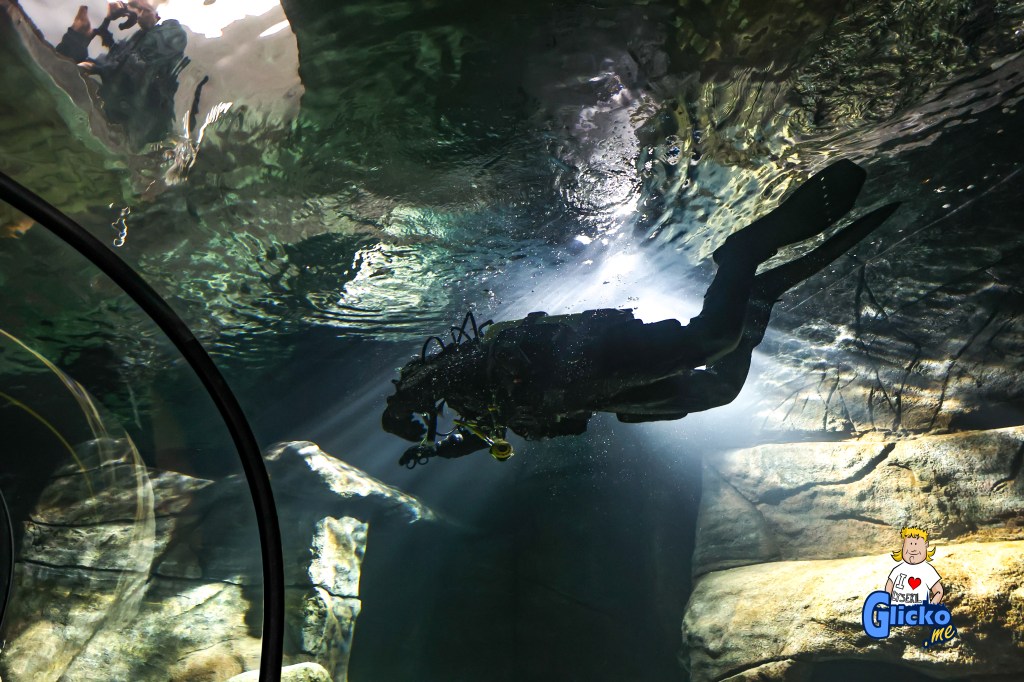 Idag invigdes det totalrenoverade  tunnelakvariet på Havets&nbsp;Hus