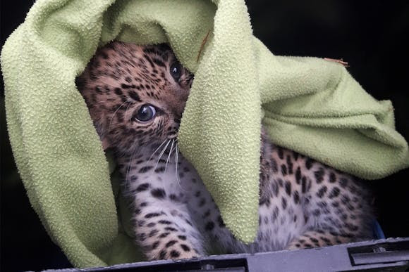 Tre persiska leopardungar födda på Nordens&nbsp;Ark